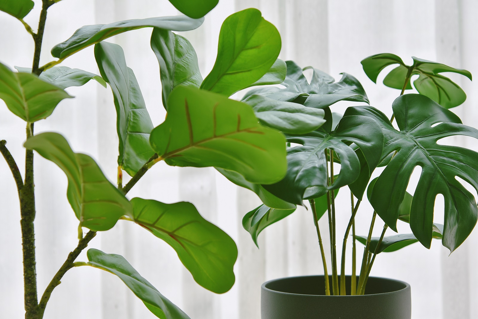 two fiddle leaf figs