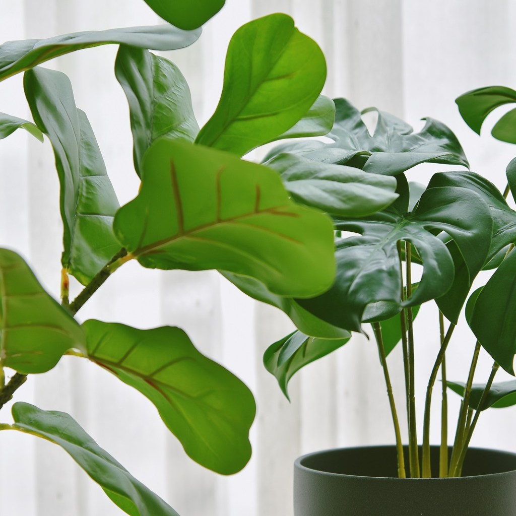 close up of large plant leaves against sheer white curtains