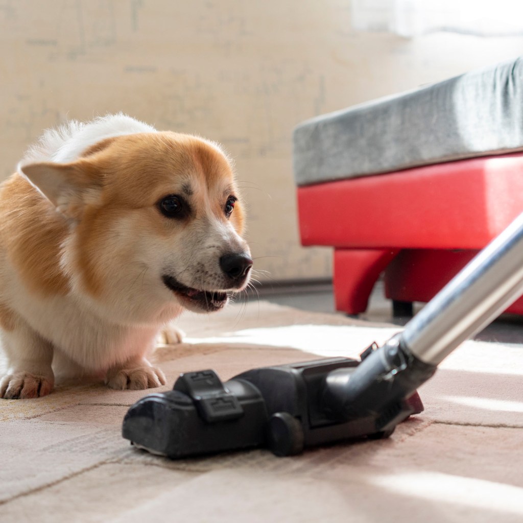 Corgi anxiously looking at vacuum