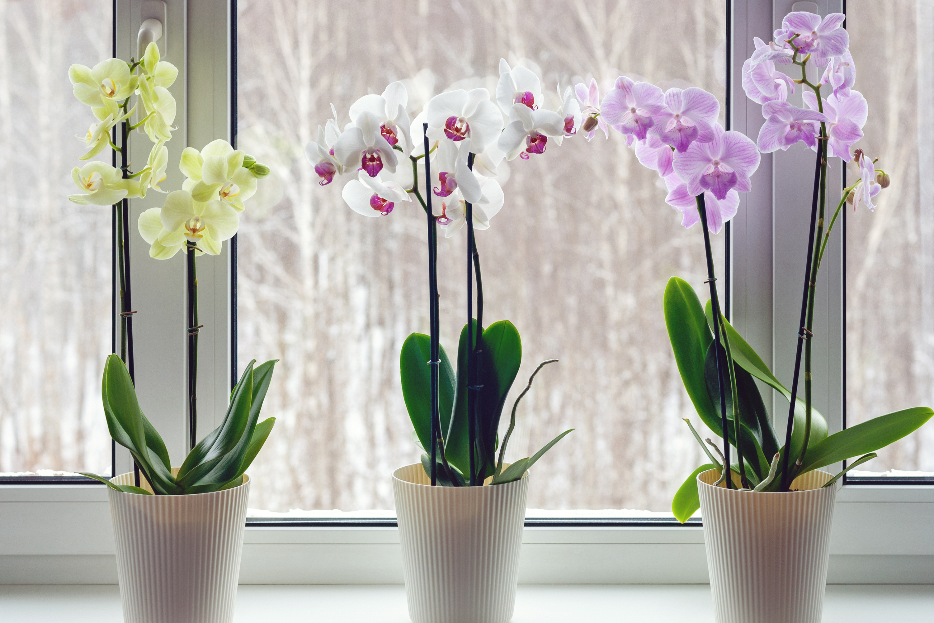 Three colors of orchid plants on a windowsill
