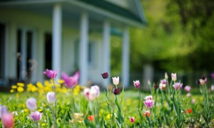 spring tulips in front of a white house