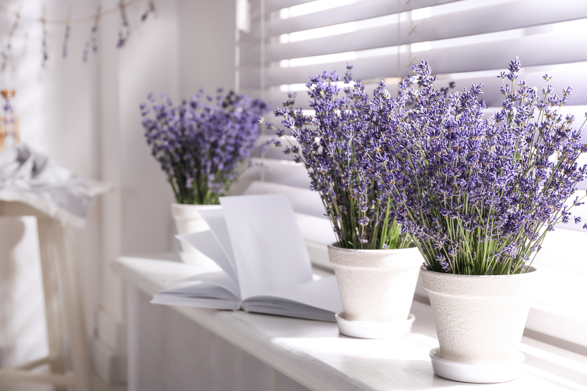 indoor lavender plants on window sill