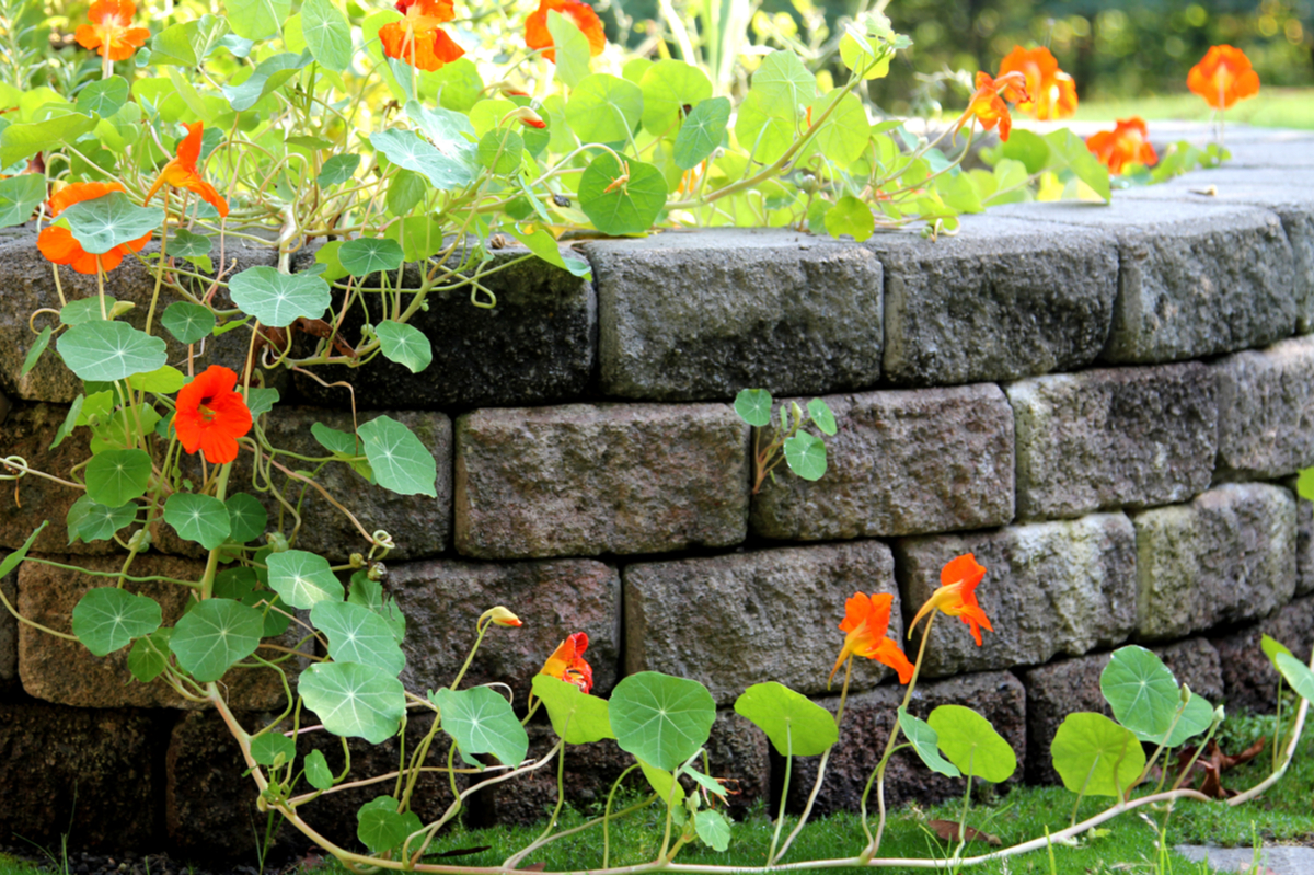 cement block retaining wall with vining plants