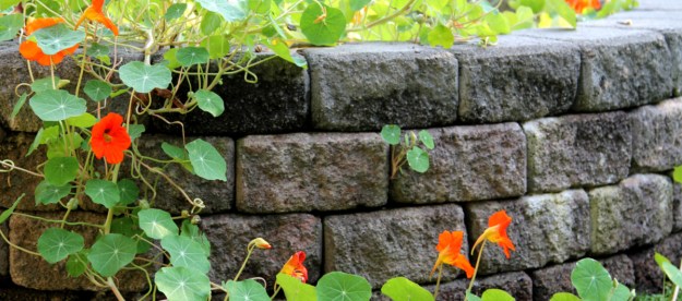 cement block retaining wall with vining plants