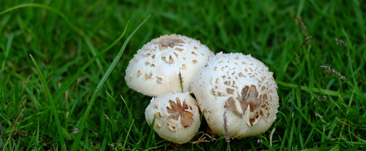 Group of white mushroom caps in green grass
