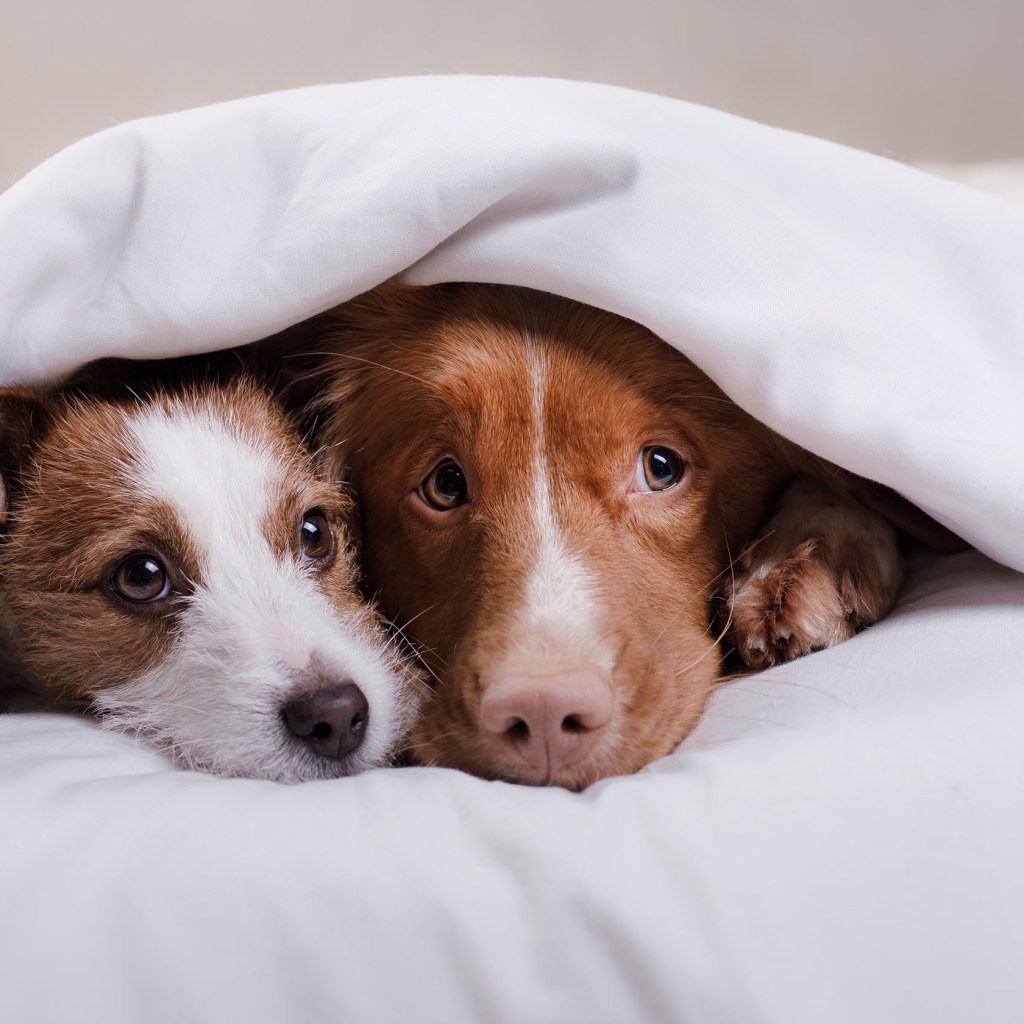 Two dogs laying together under a blanket