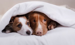 Two dogs laying together under a blanket