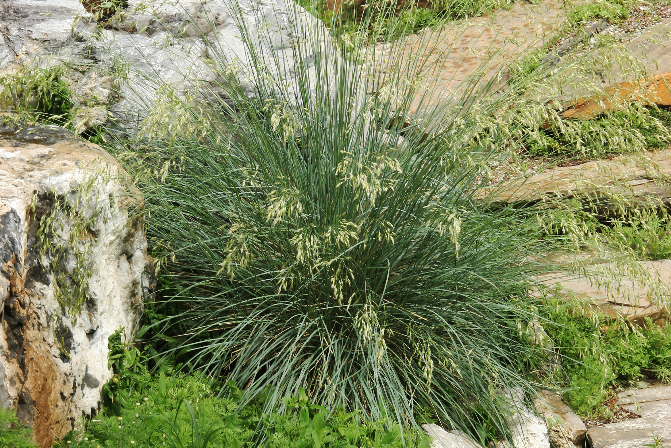 Blue oat grass with steps