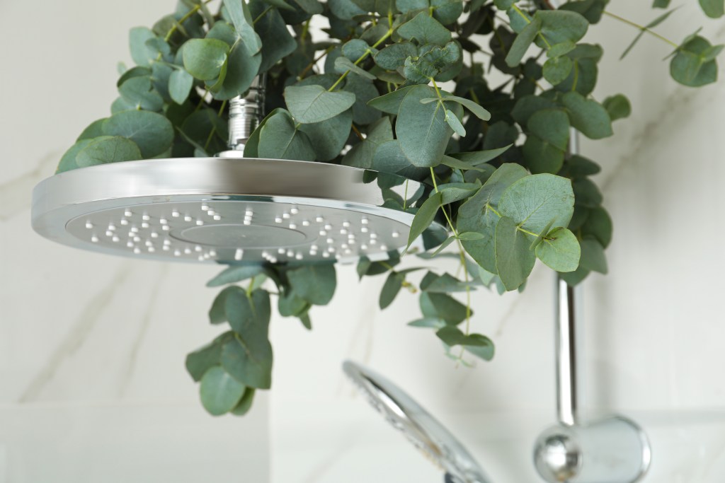 Eucalyptus plant in shower