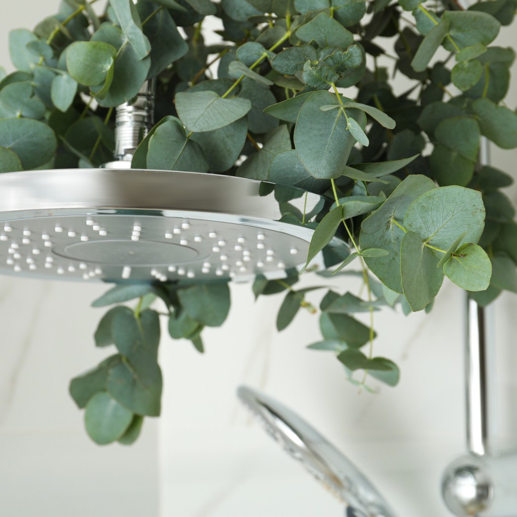 Eucalyptus plant in shower