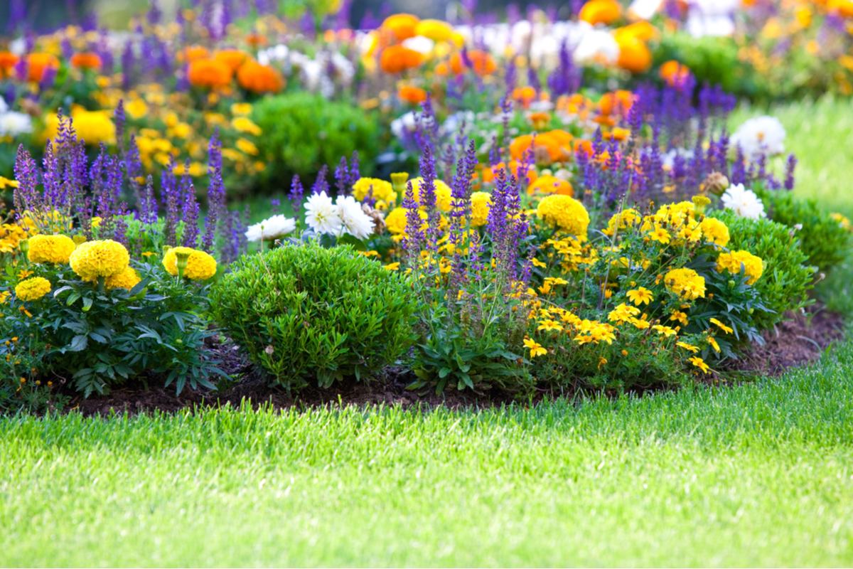 Top 13 How to properly plant flowers 1 How to plant flowers in 6 simple steps for a vibrant, colorful garden