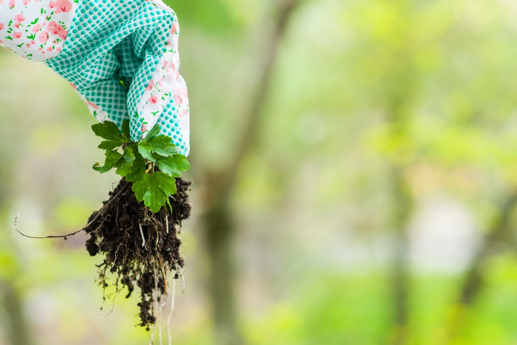 Gloved hand holding a pulled weed with roots and soil still attached