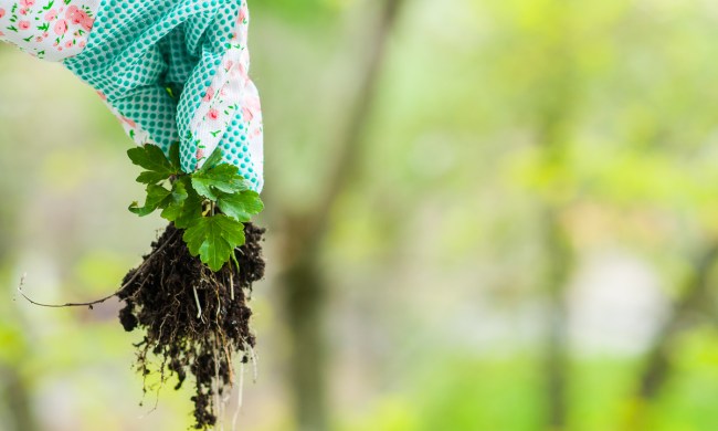 Gloved hand holding a pulled weed with roots and soil still attached