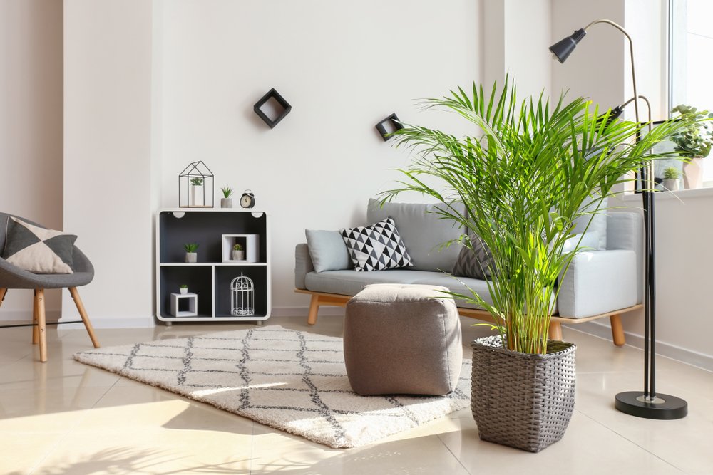 Indoor palm tree on the floor in a living room