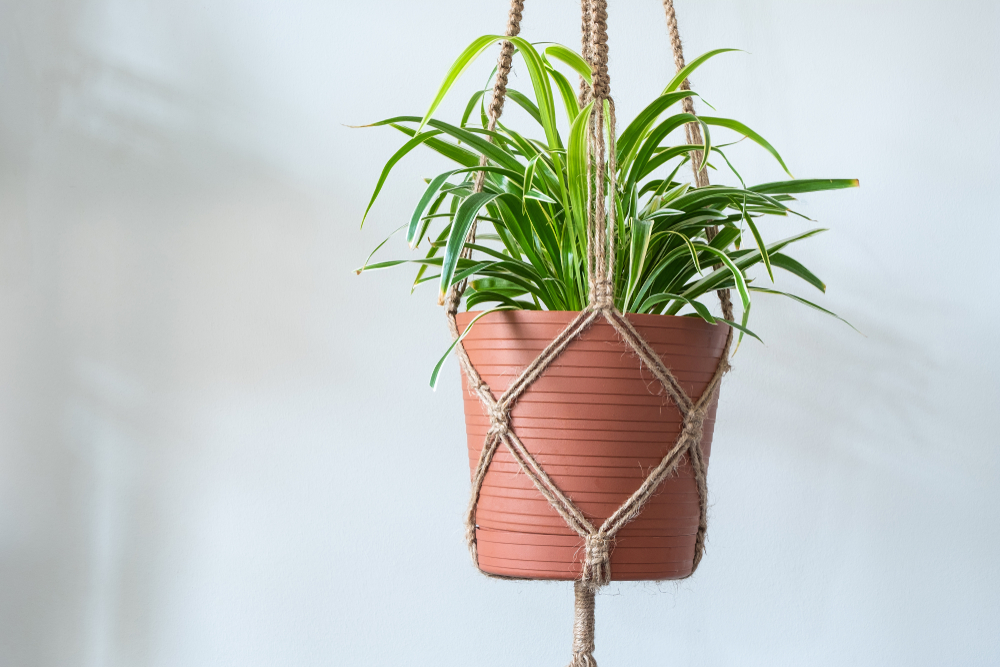 SPider plant in a macrame plant holder