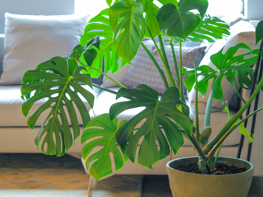 Monstera plant