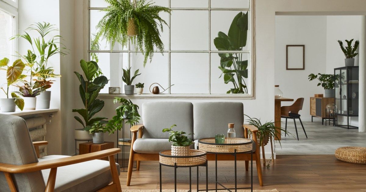 5 Tall Indoor Plants for Your Living Room