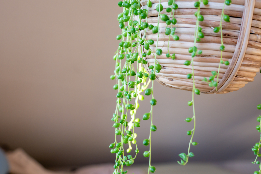 String of pearls plant