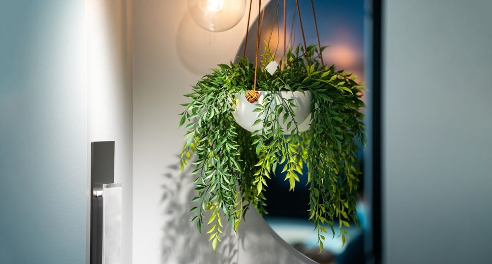 Hanging indoor plant