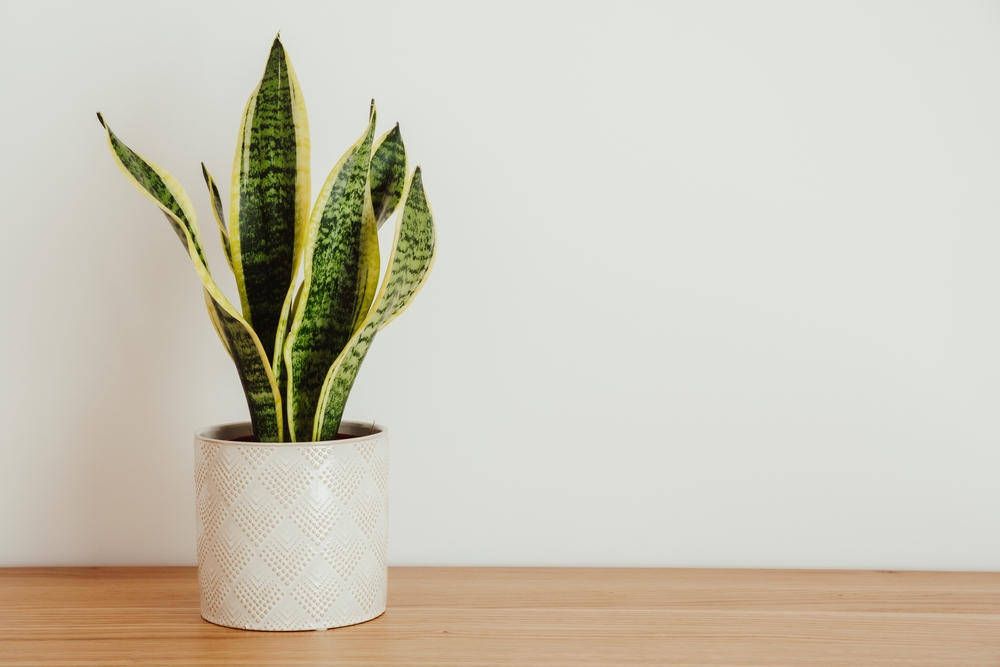 Snake plant