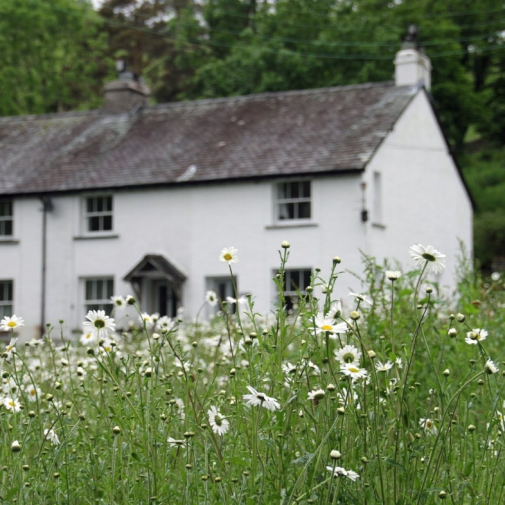 Farmhouse with wildflowers in front yard