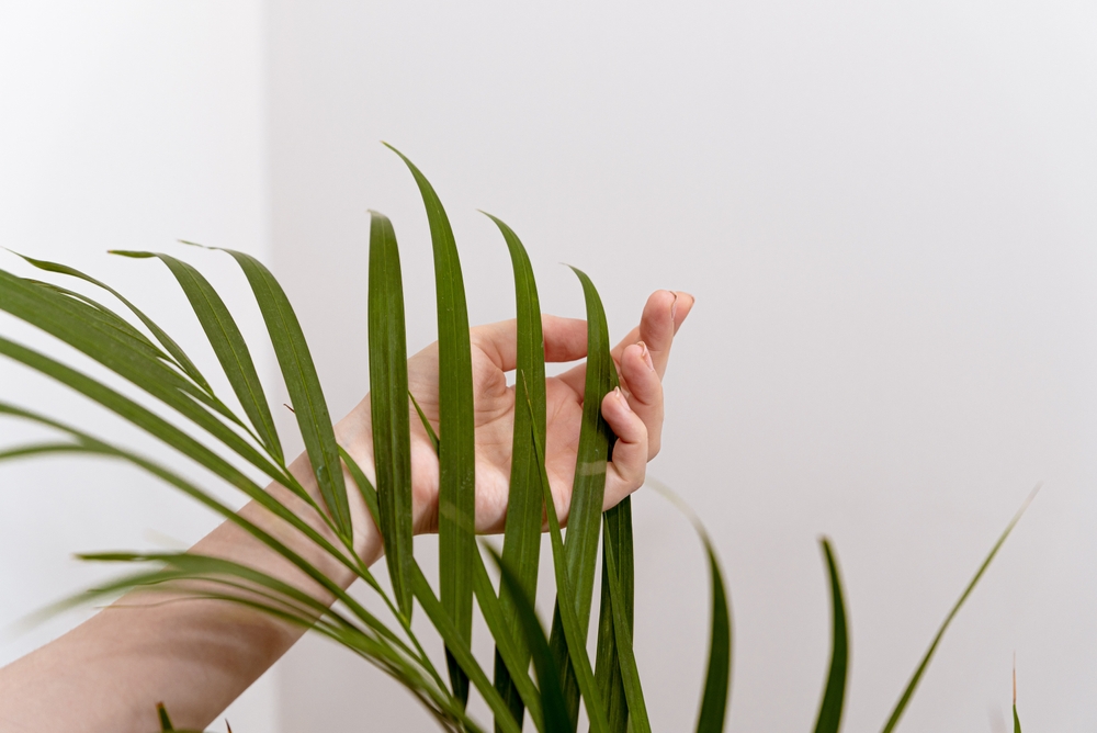 Woman's hand touching the leaves of an areca palm