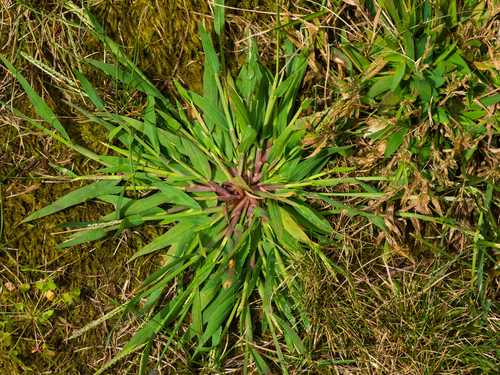 Close-up of crabgrass weed