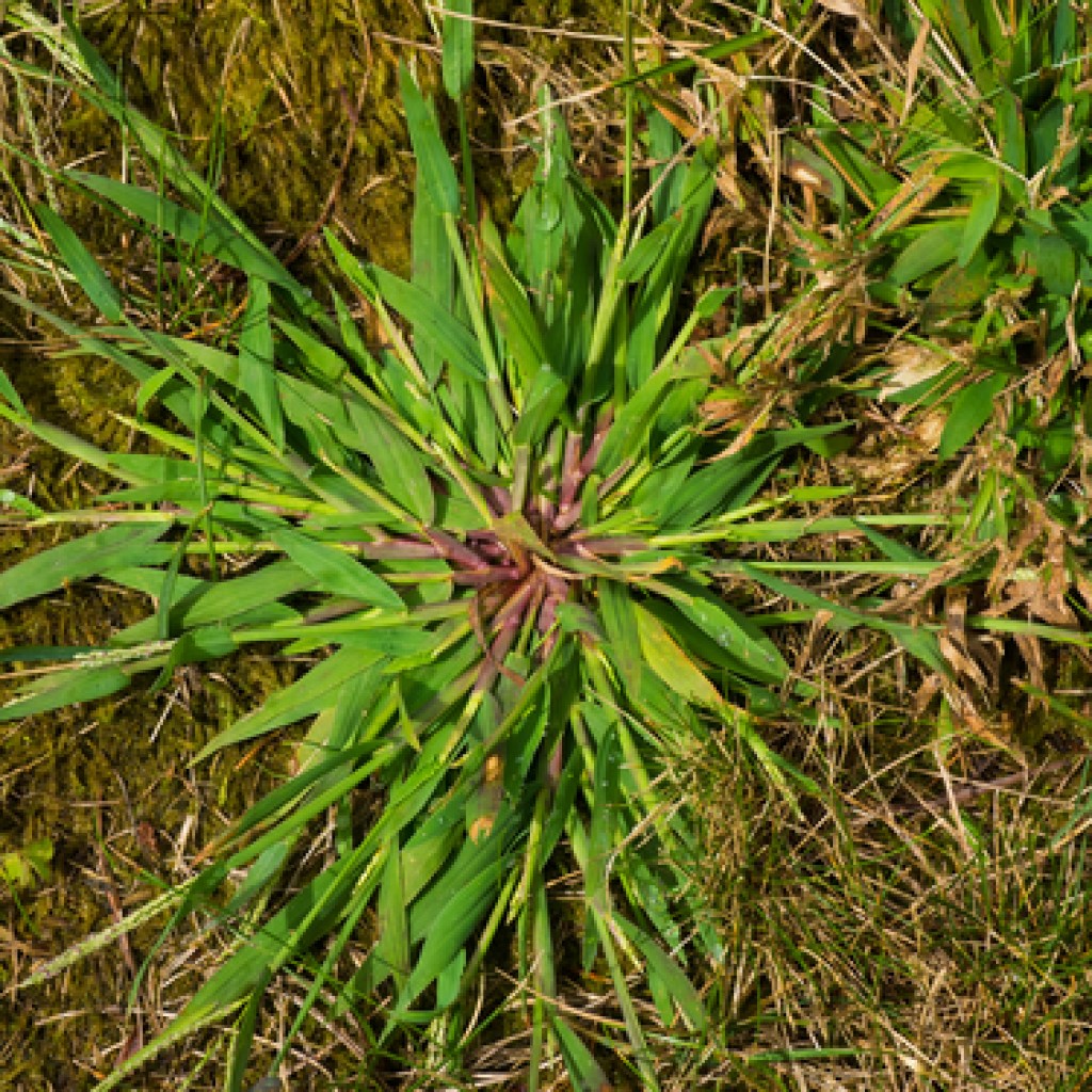 Close-up of crabgrass weed