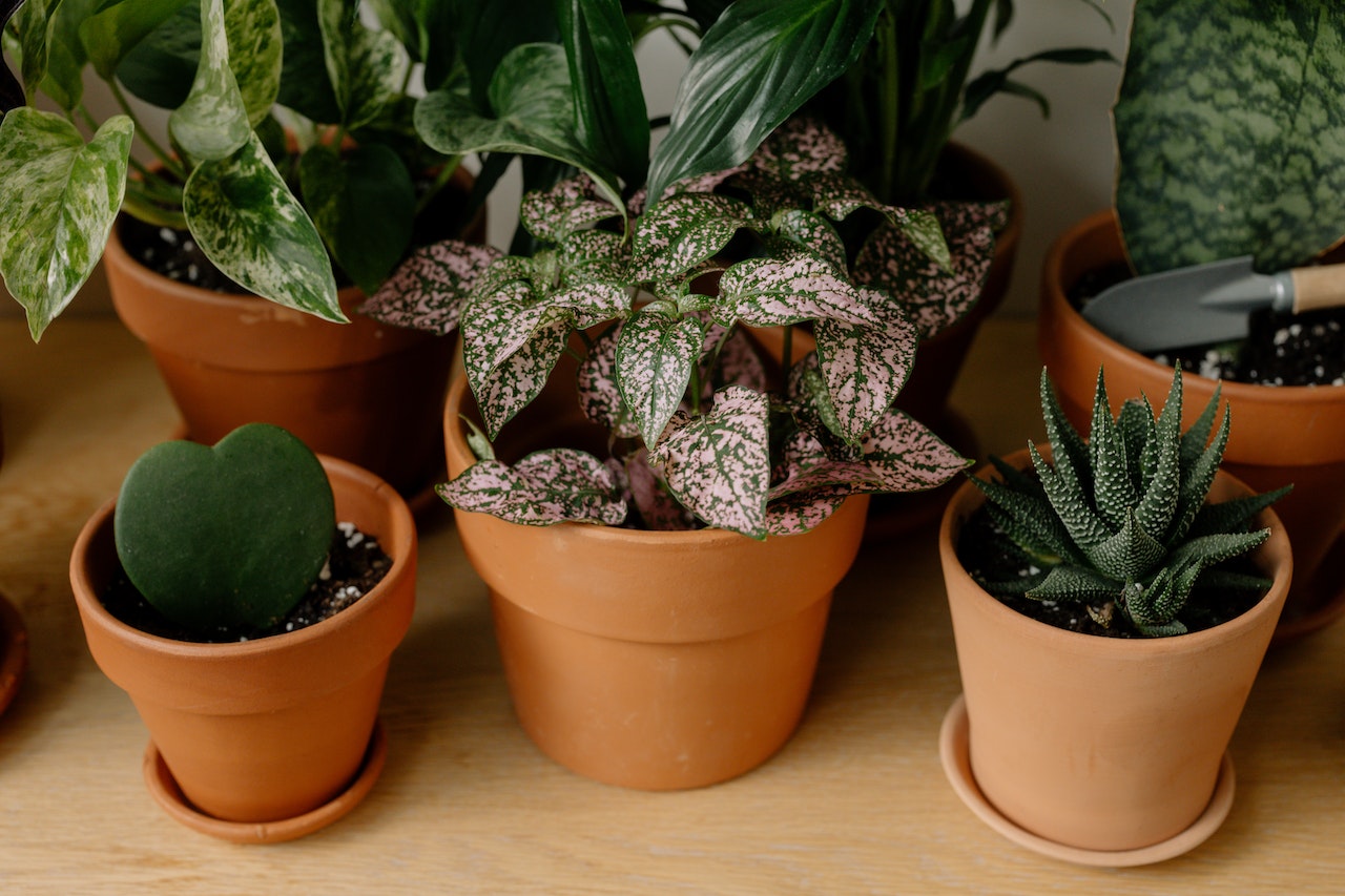 Polka dot plant among other indoor plants in terra cotta pots