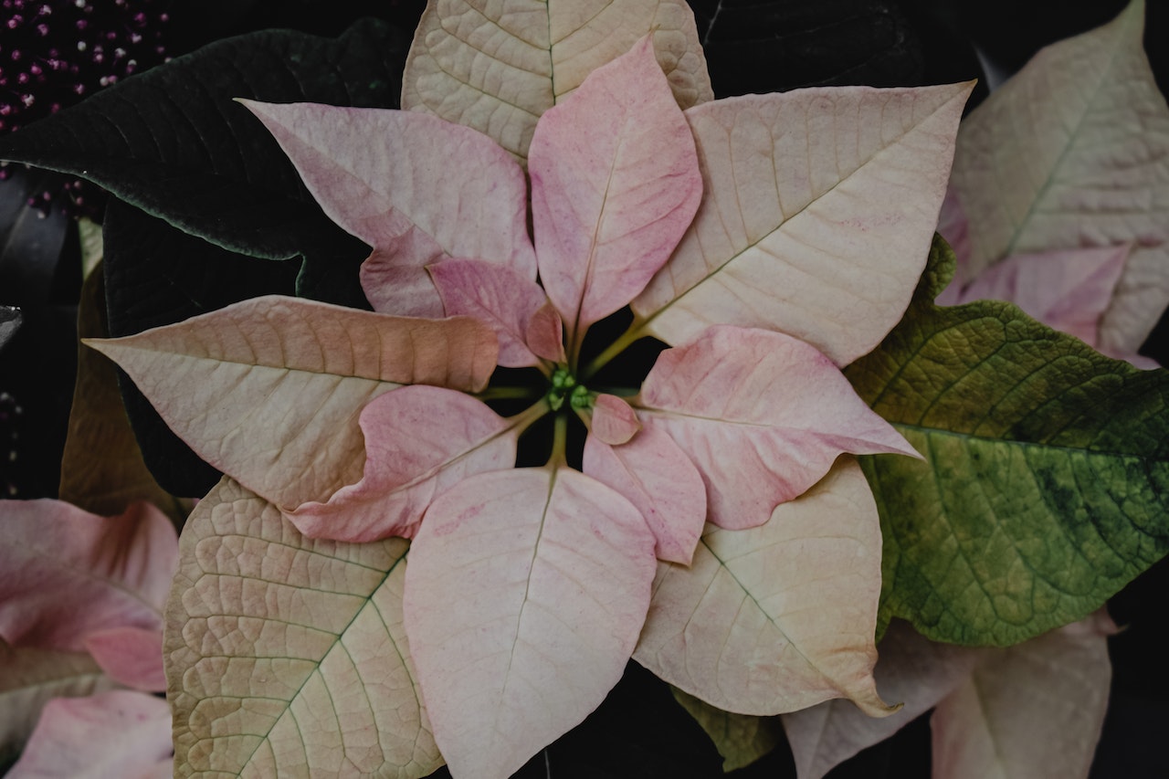 Closeup of a white christmas poinsetta