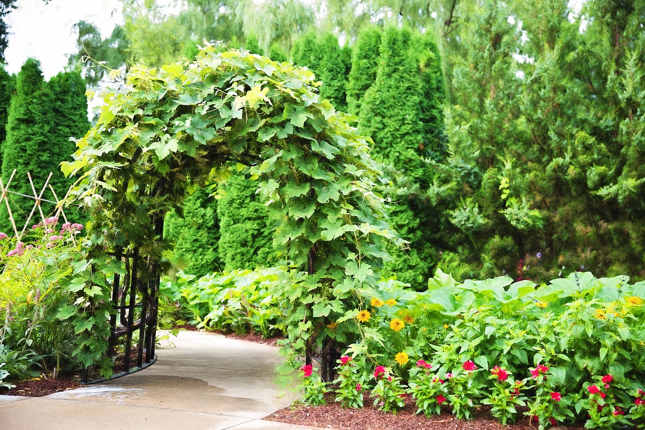 Arched trellis in a garden