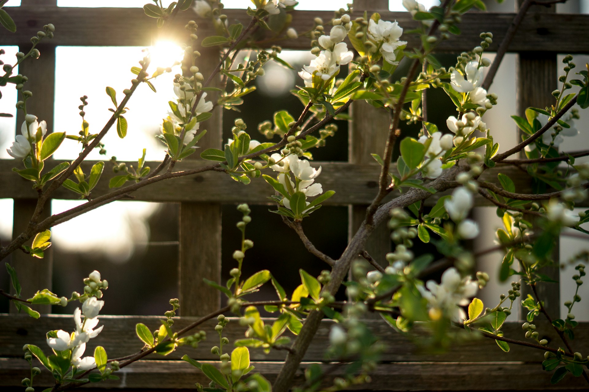 closup of wood trellis with vining flowers