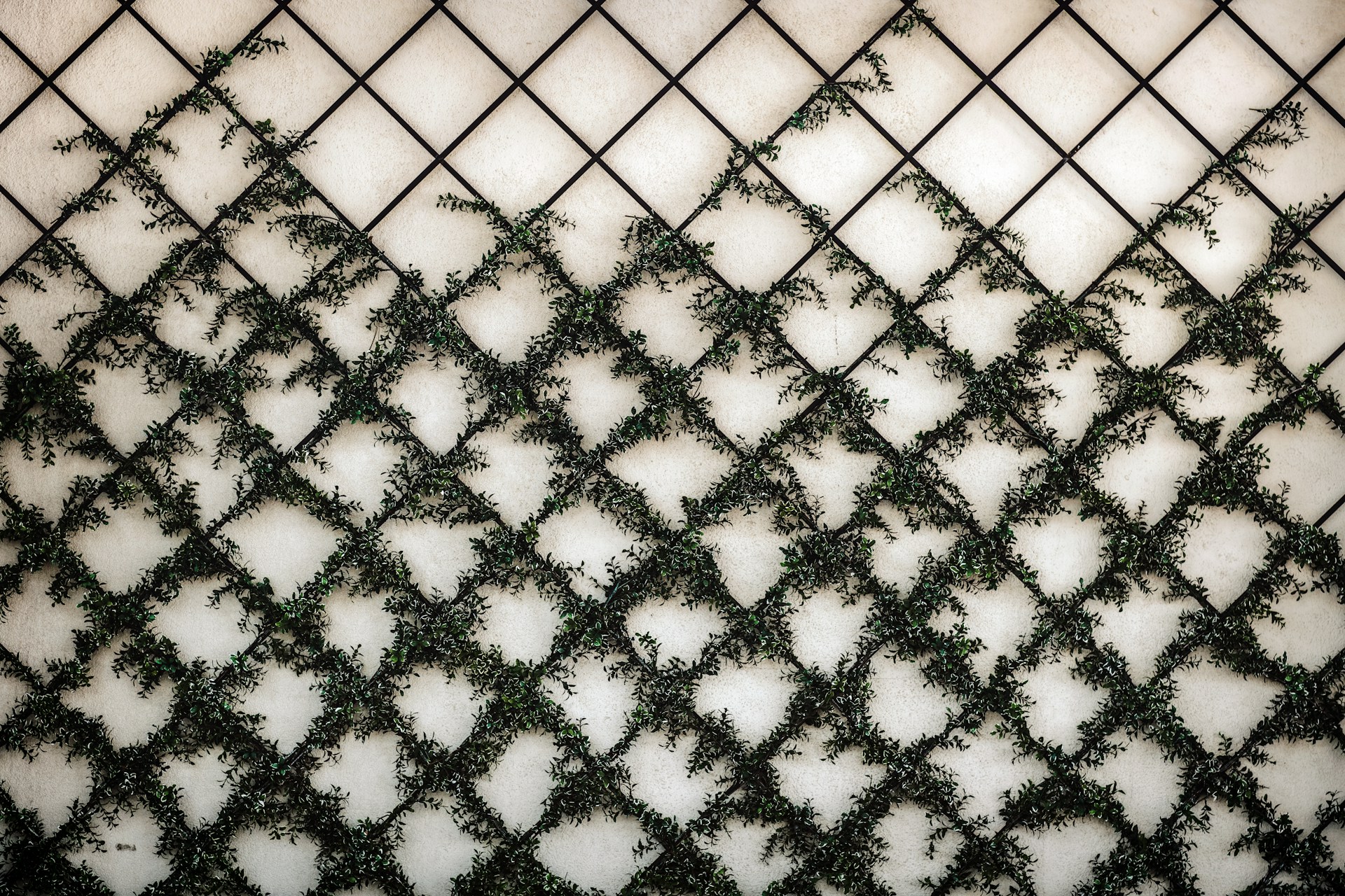 Diamond-shaped wall trellis against a white background