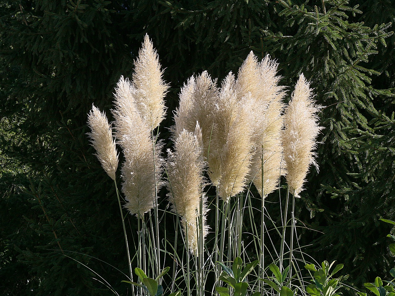 Feathered pampas grass