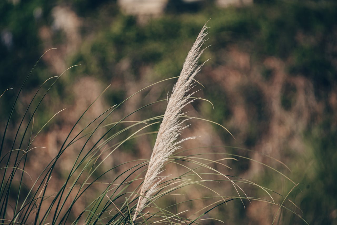 Tall prairie ornamental grass