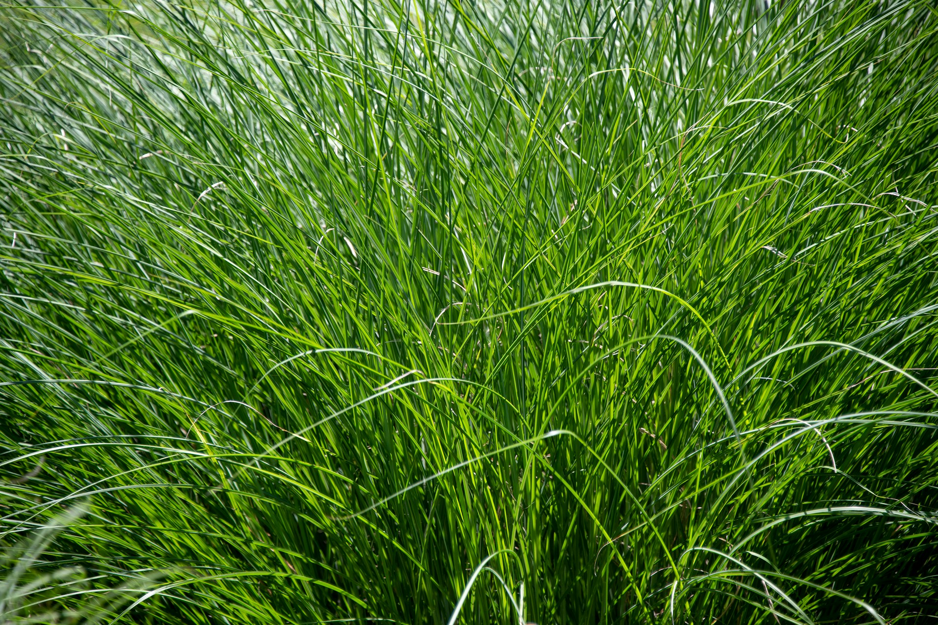 Green mounding ornamental grass up close