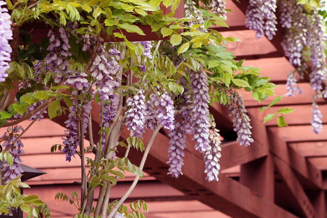 wisteria flowers hanging from a wood pergola