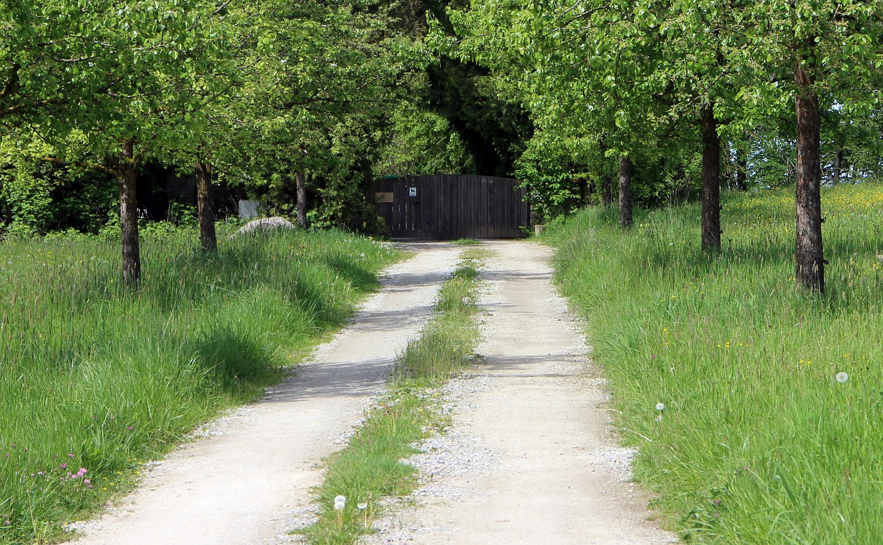 alley of trees on rustic gravel driveway
