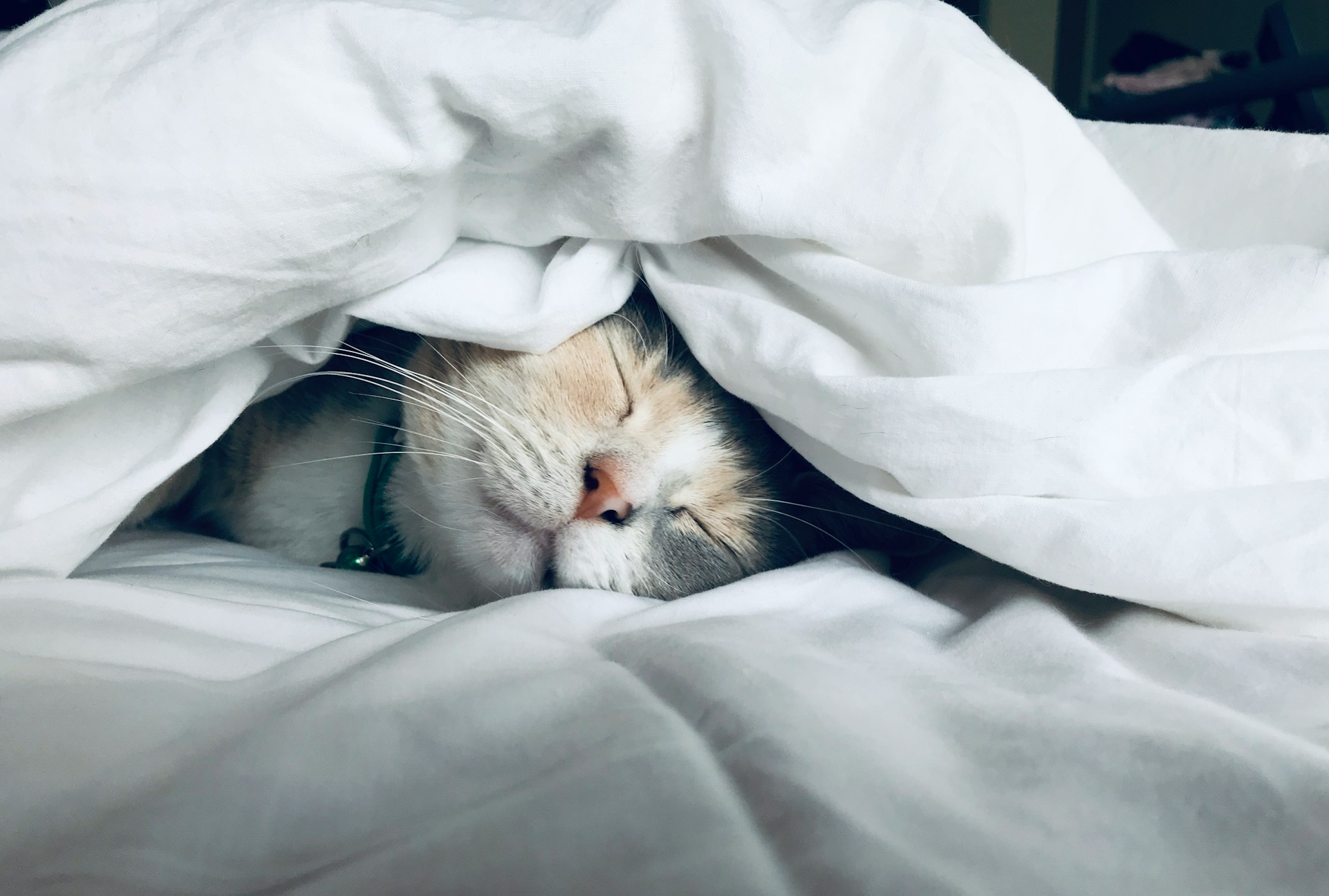 Cat sleeping under white bedding
