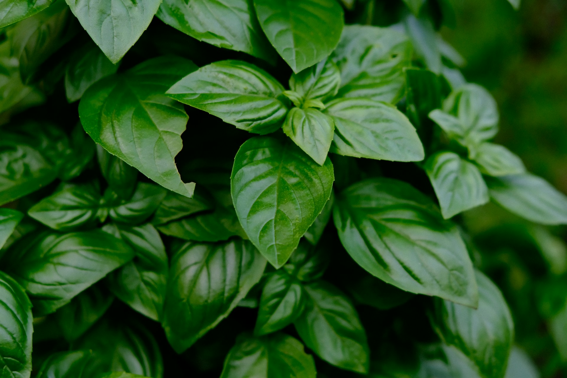 closeup of basil leaves on the plant