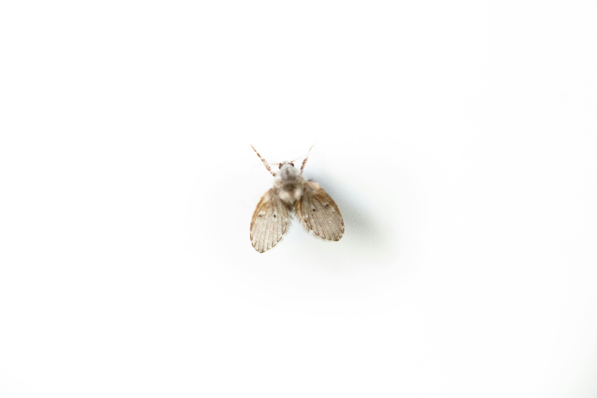 close up of drain fly on white background
