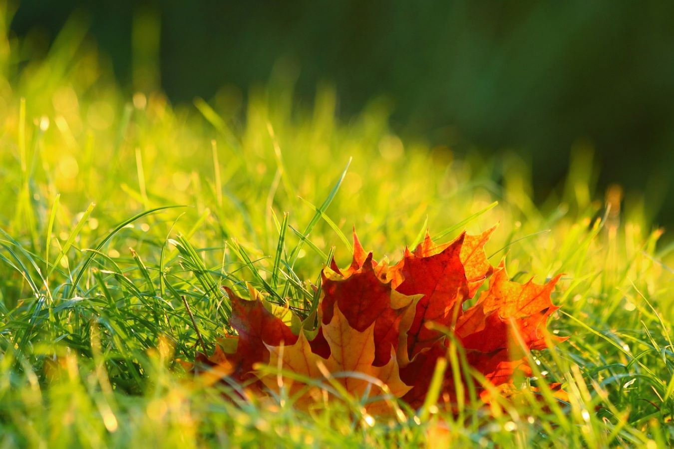 Fall leaves in lush grass on a hillside
