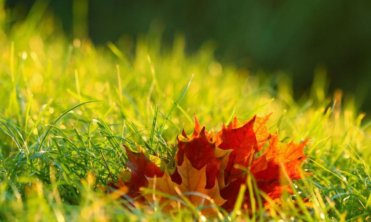 Fall leaves in lush grass on a hillside