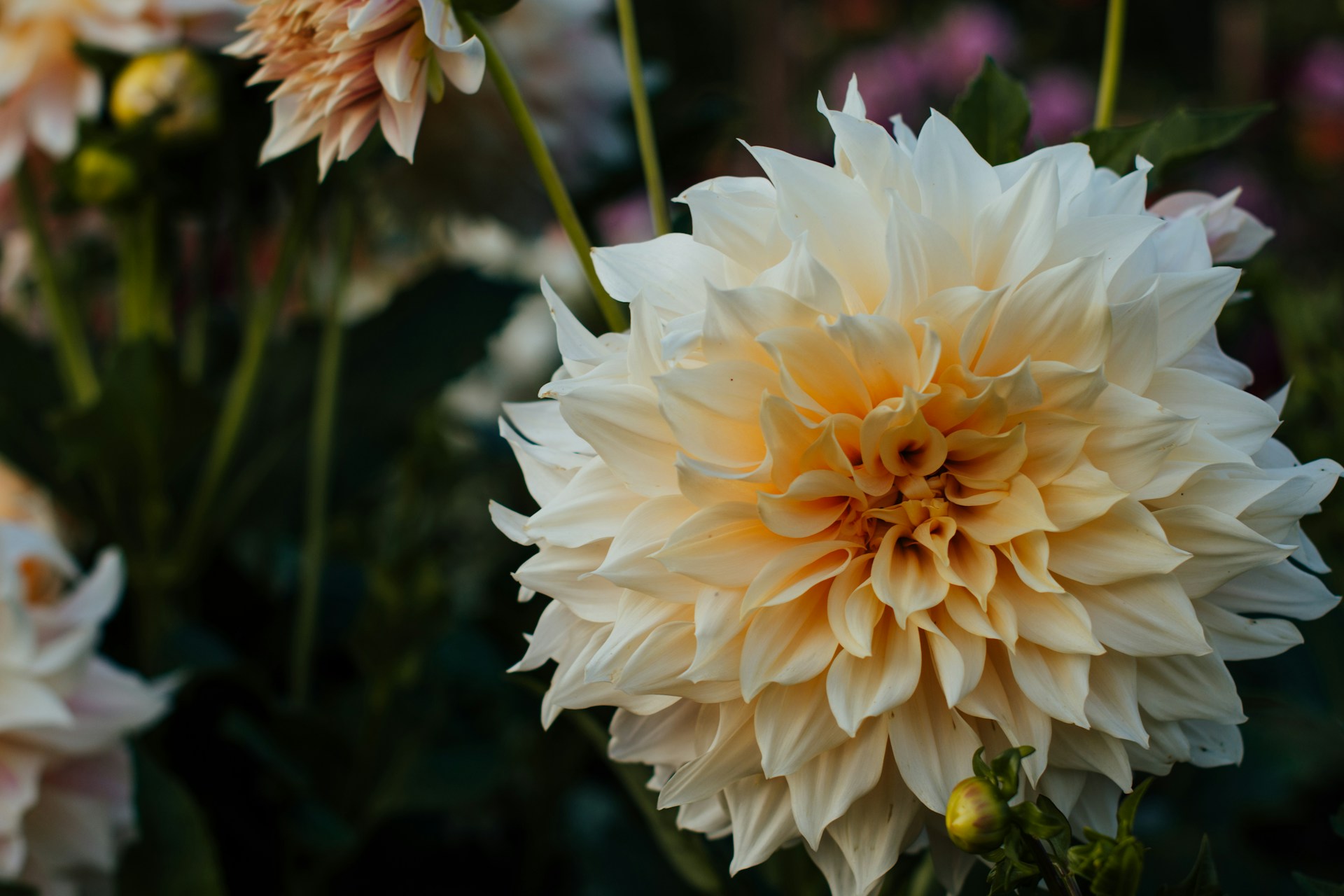 White dahlia bloom