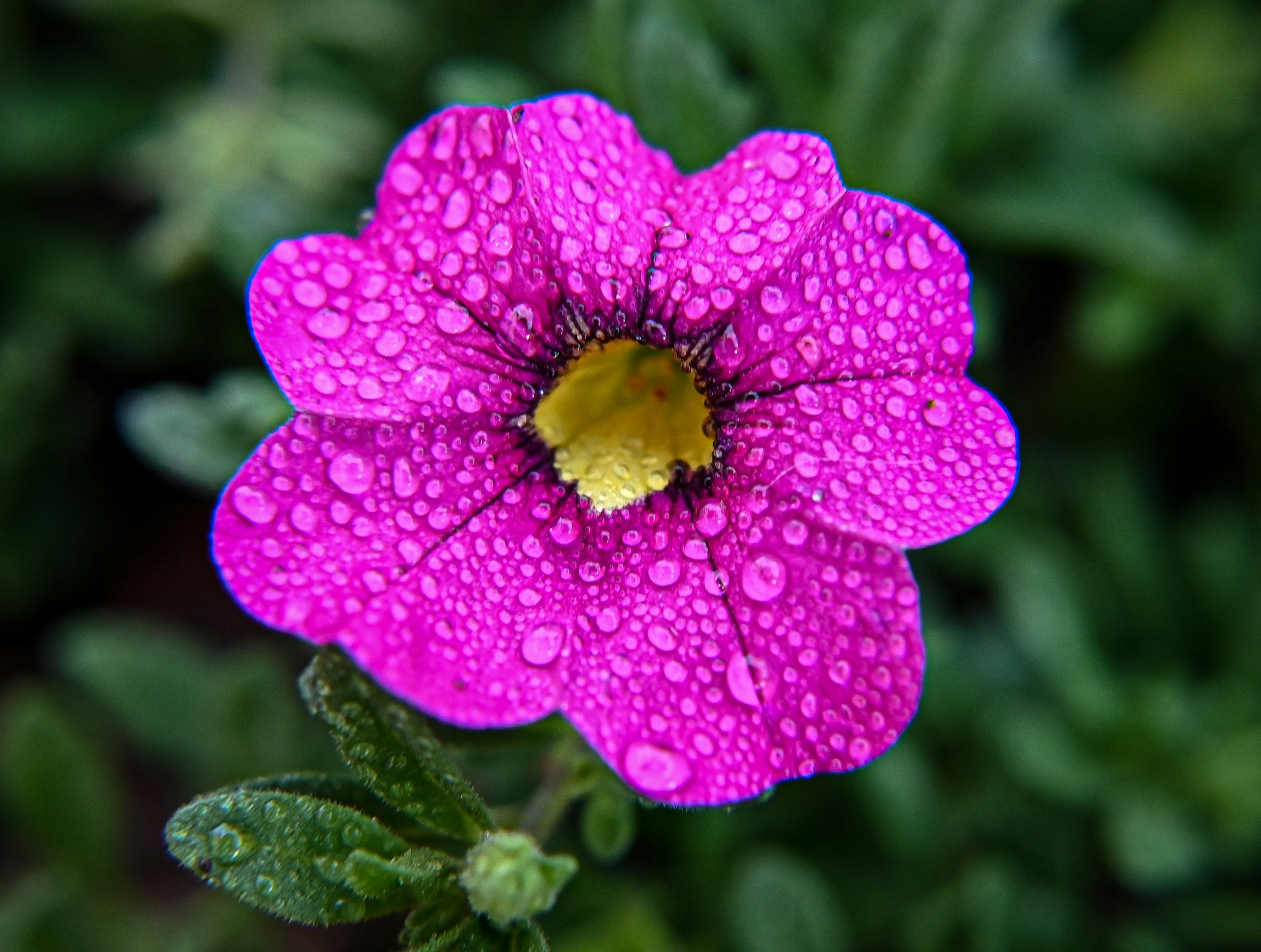 Single purple petunia