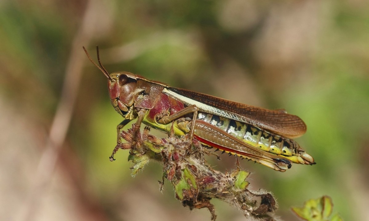 Brown cricket on a branch