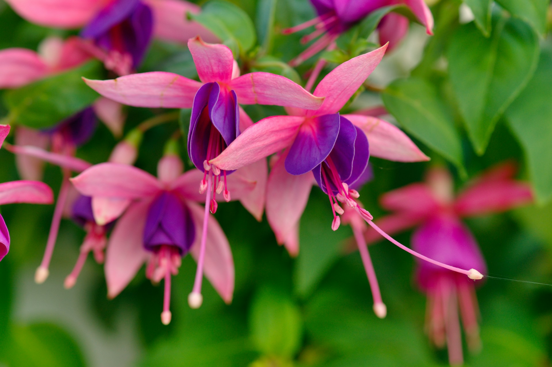 Purple fushia blooms