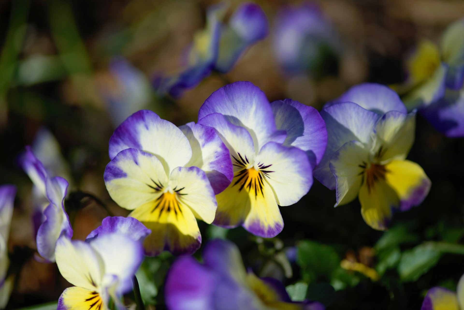 Purple and yellow pansies