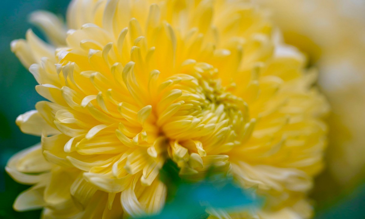 Close-up of a yellow mum flower