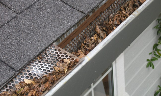 Gutter with leaves and a screen